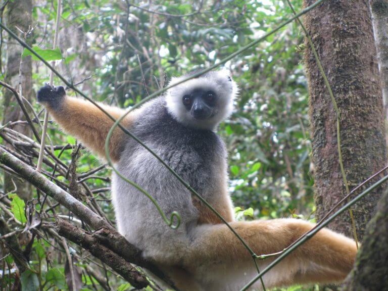 WILDLIFE MADAGASCAR