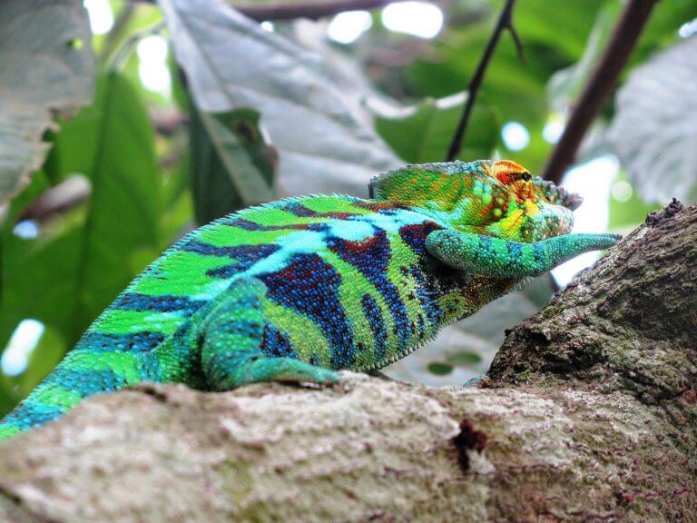 WILDLIFE MADAGASCAR