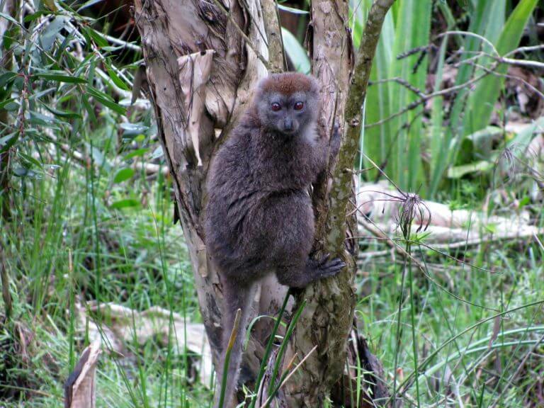 WILDLIFE MADAGASCAR