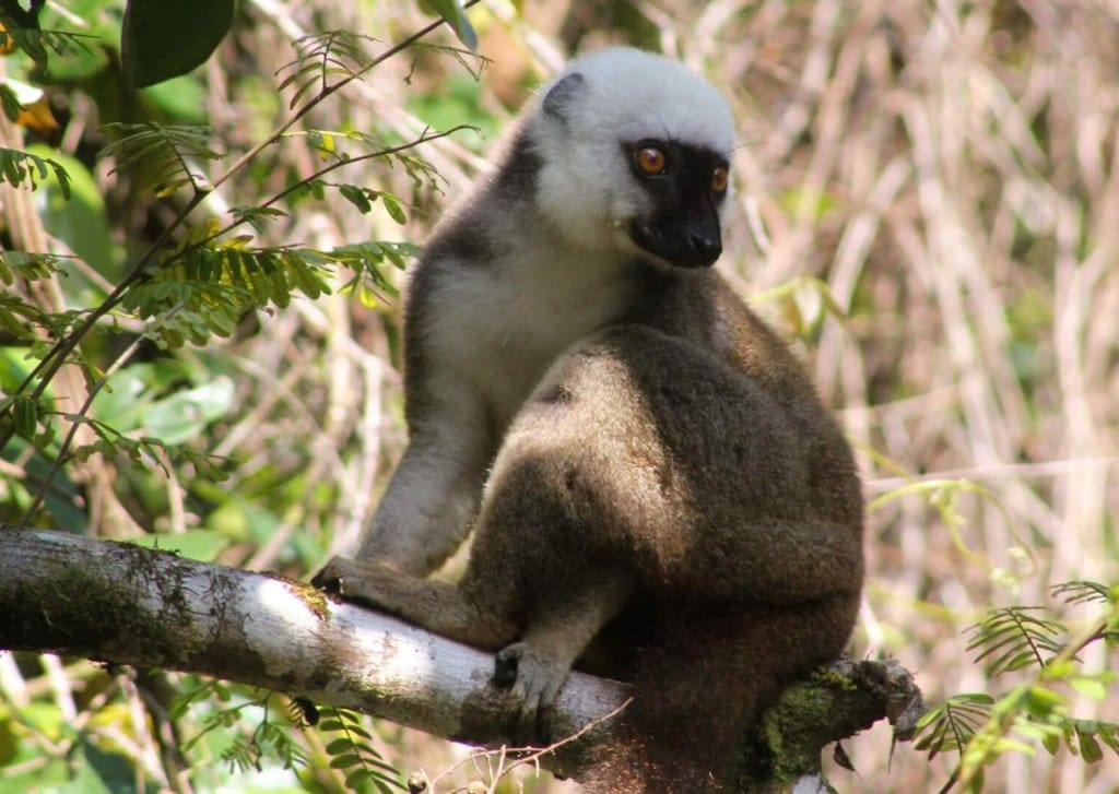 White-fronted brown lemur (Eulemur albifrons), male