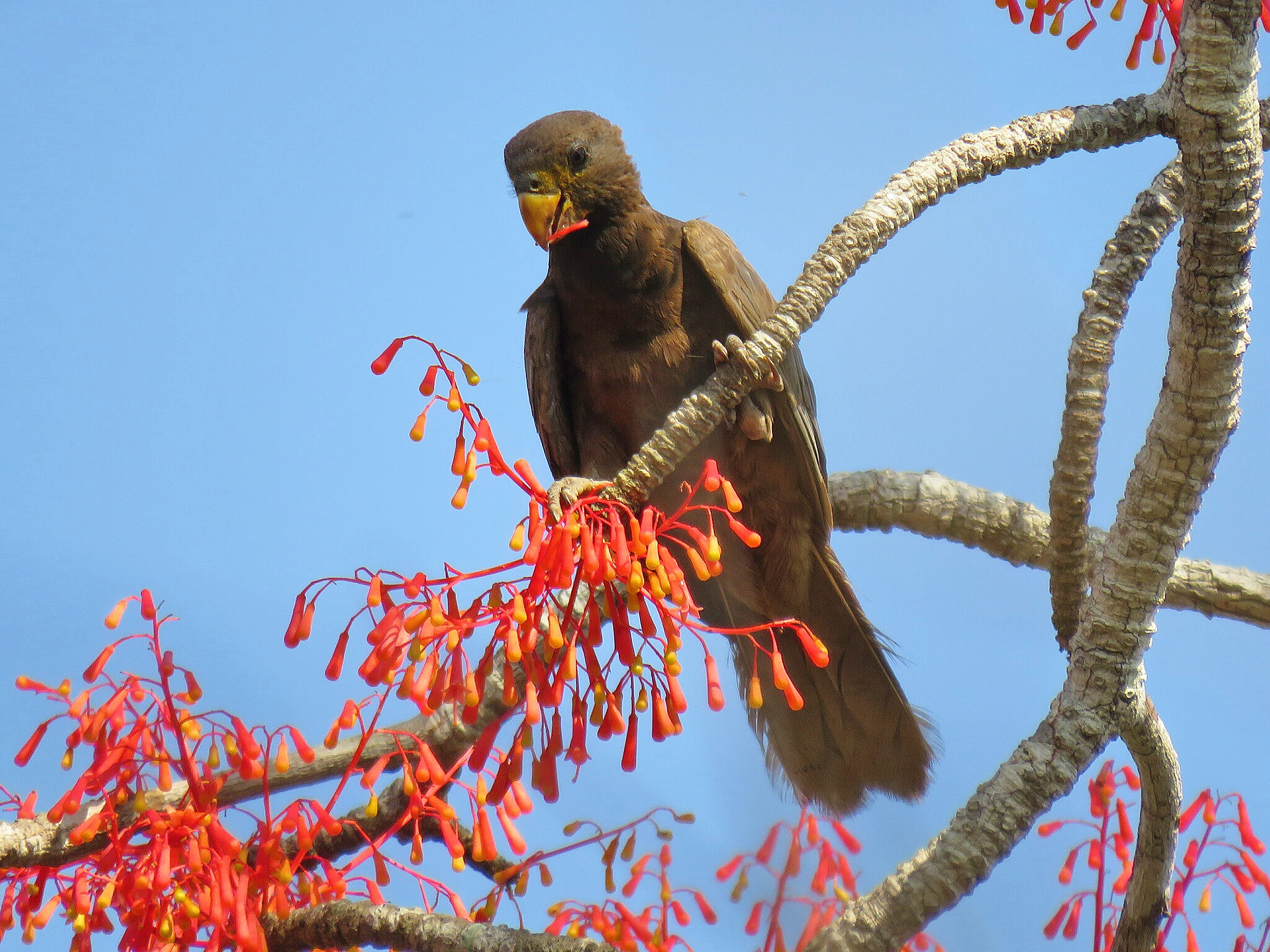 Vasa parrot