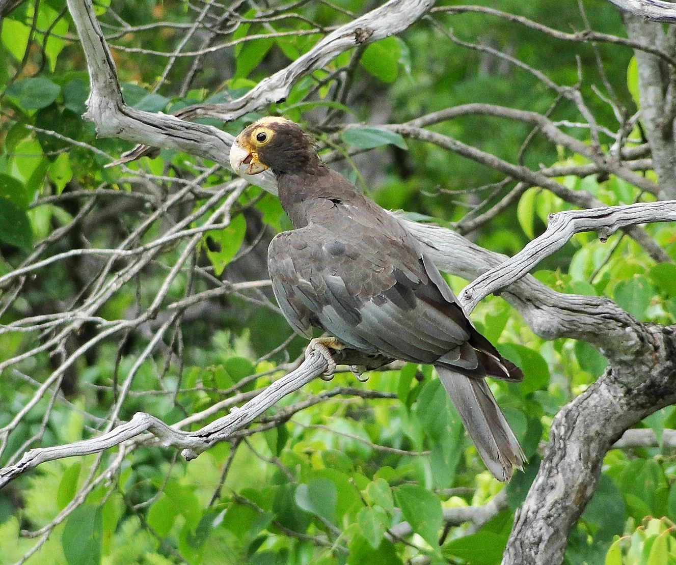 Vasa parrot