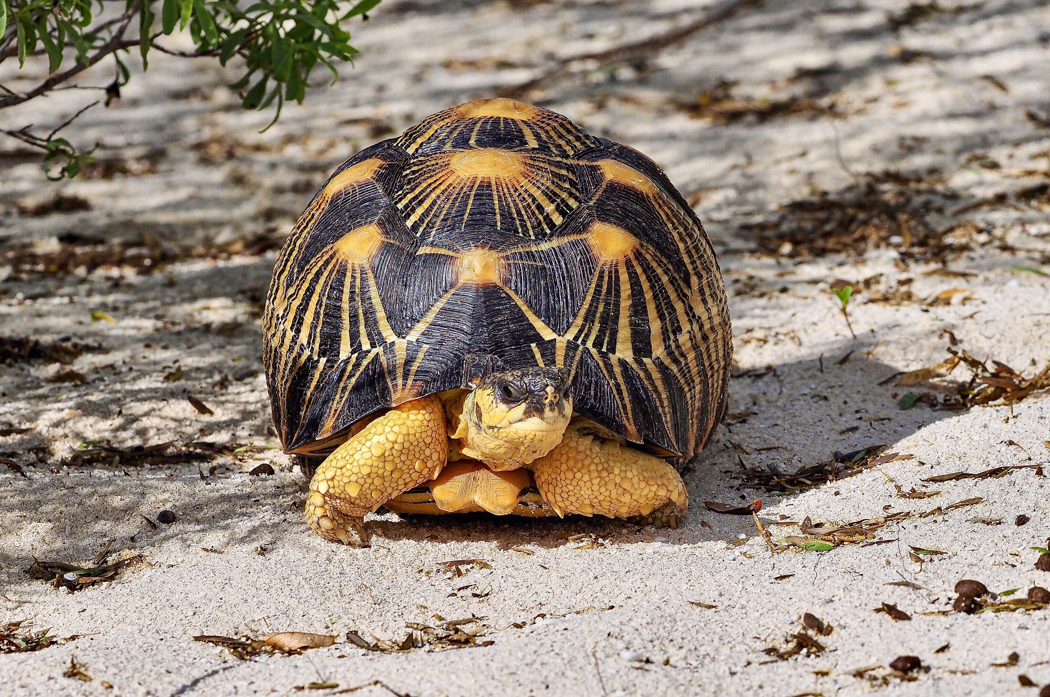 Radiated Tortoise