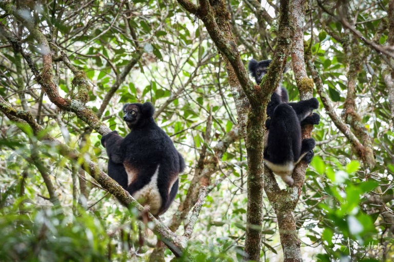 A Whirlwind Adventure in La Mananara, Part 1: Lemurs!