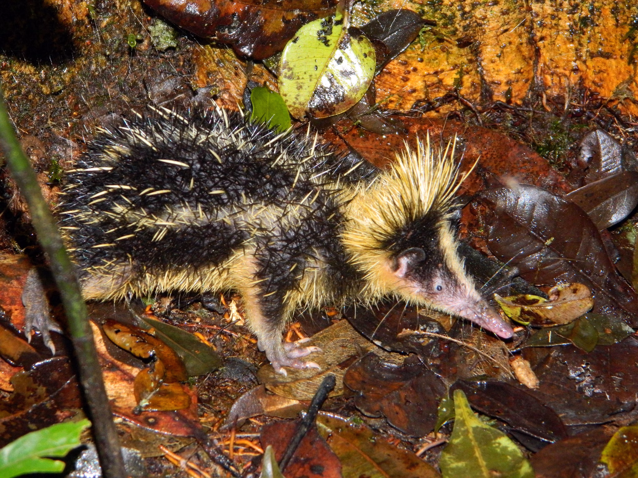 WILDLIFE MADAGASCAR
