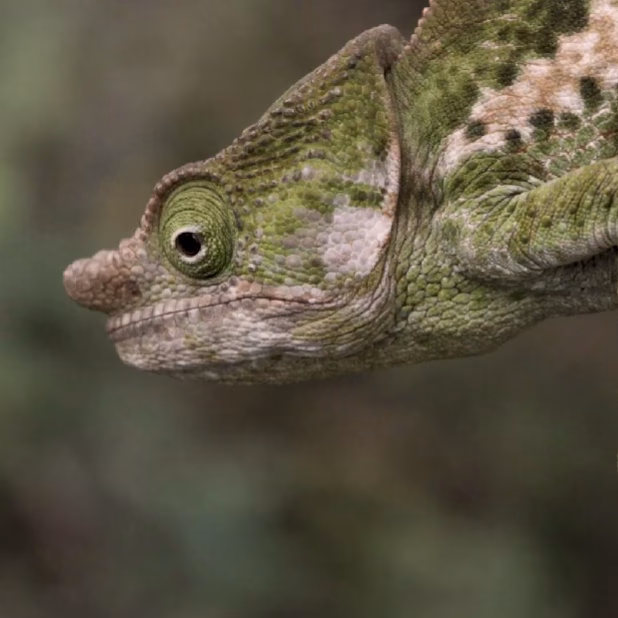 WILDLIFE MADAGASCAR