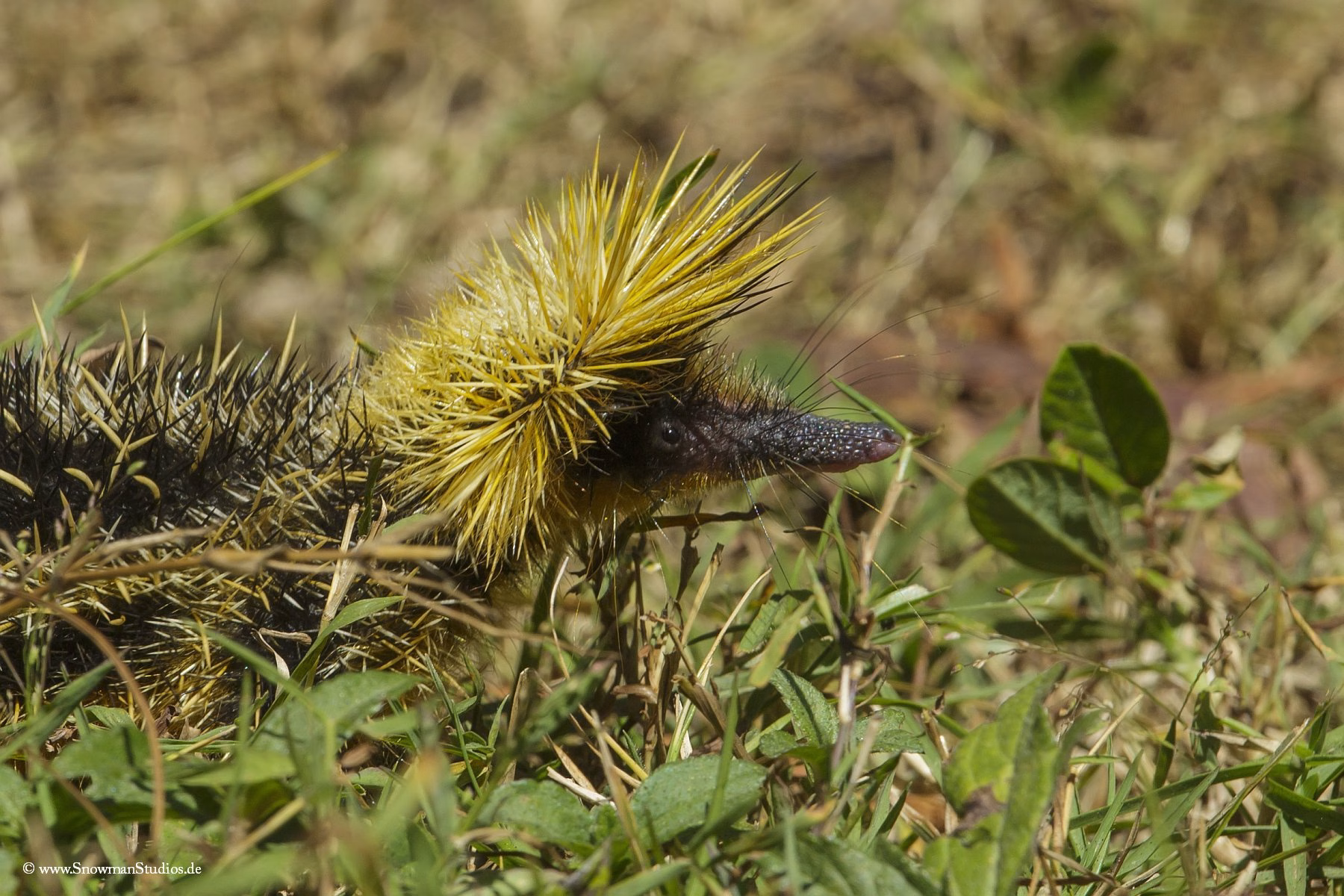 WILDLIFE MADAGASCAR