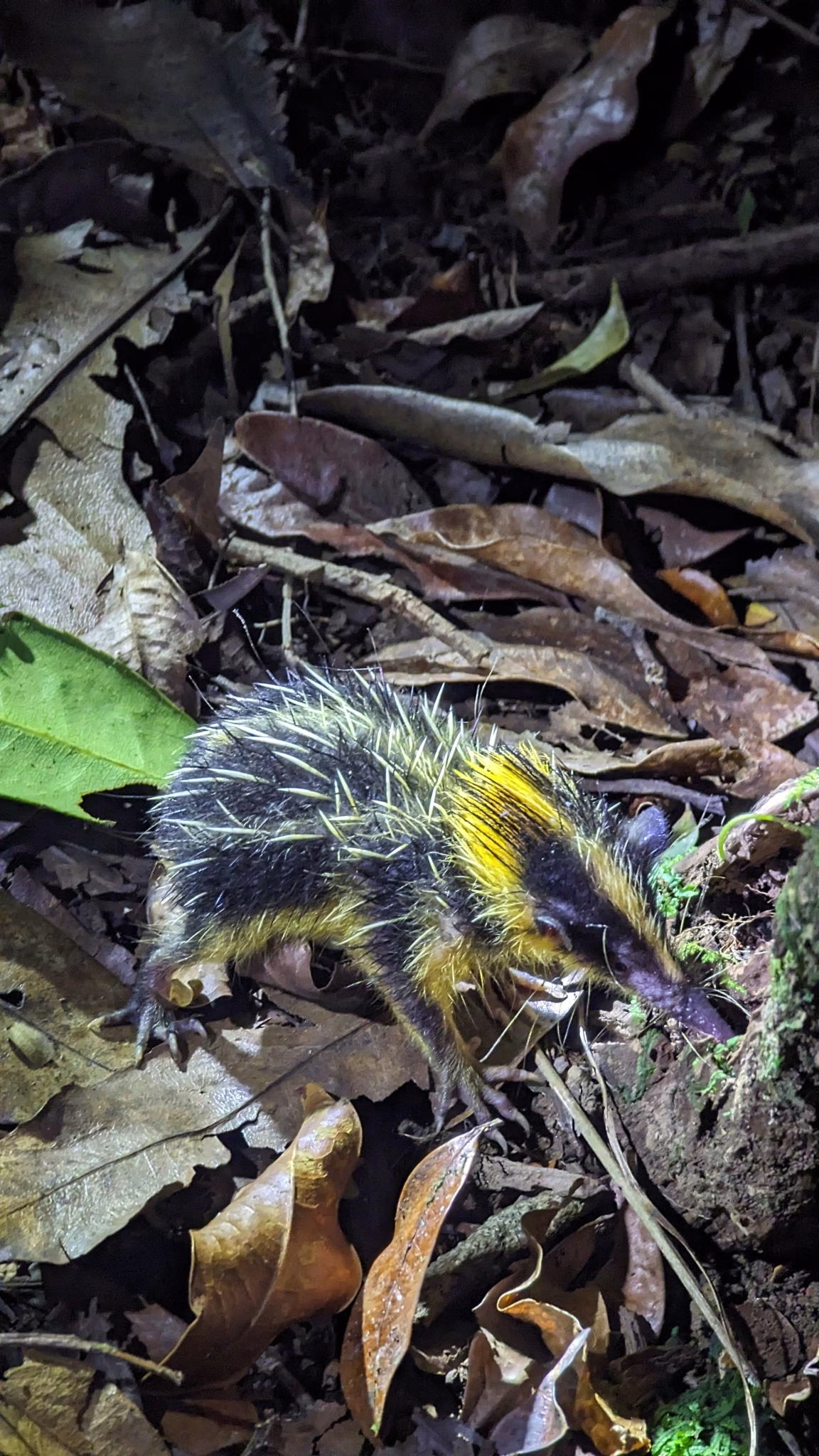 WILDLIFE MADAGASCAR