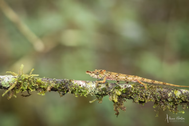 WM Creative Director, Akane Hatai’s whirlwind adventure in La Mananara, Part 2: Wildlife: Reptiles and Reforestation