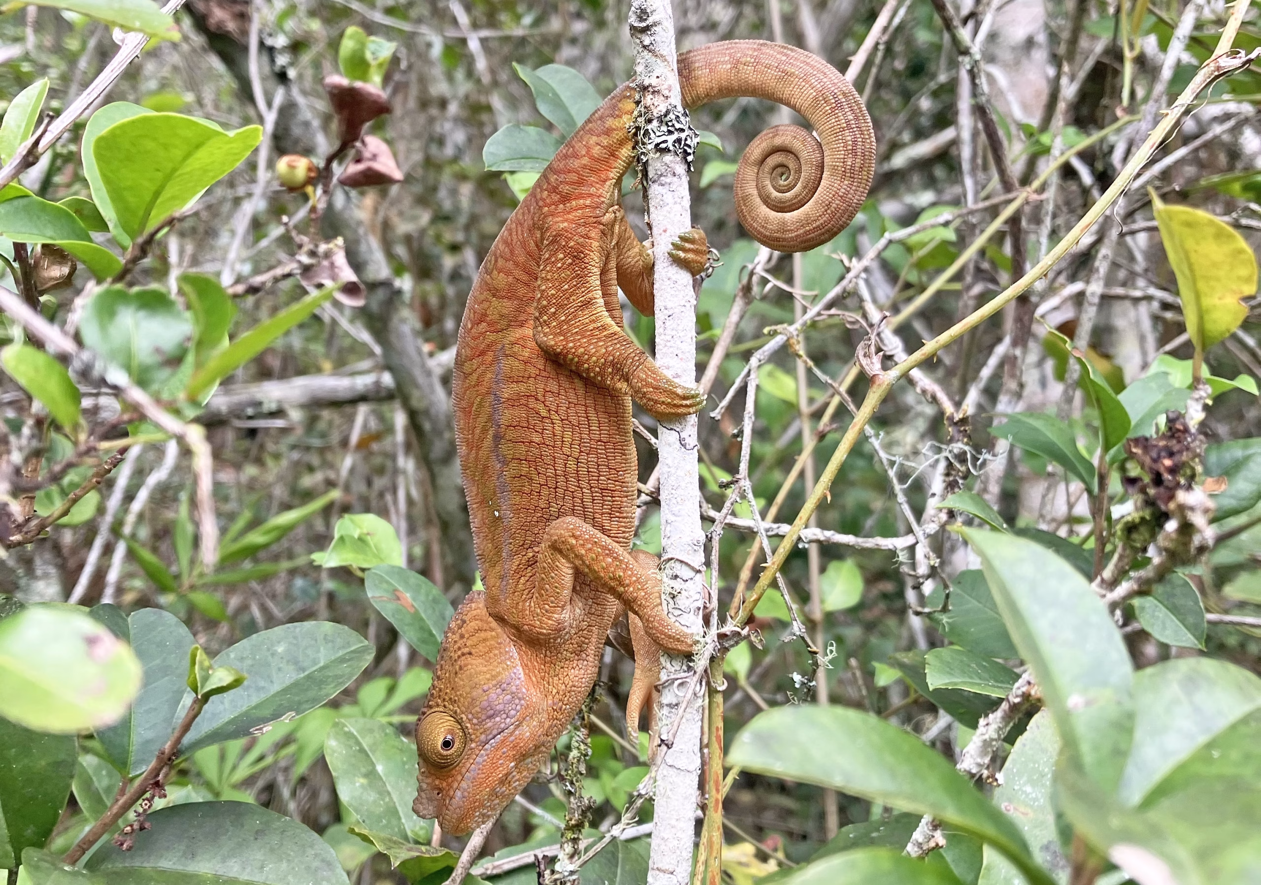 WILDLIFE MADAGASCAR