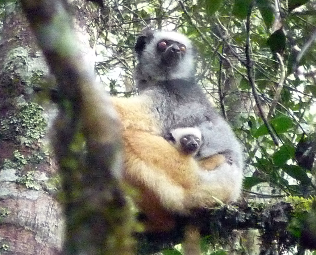 WILDLIFE MADAGASCAR