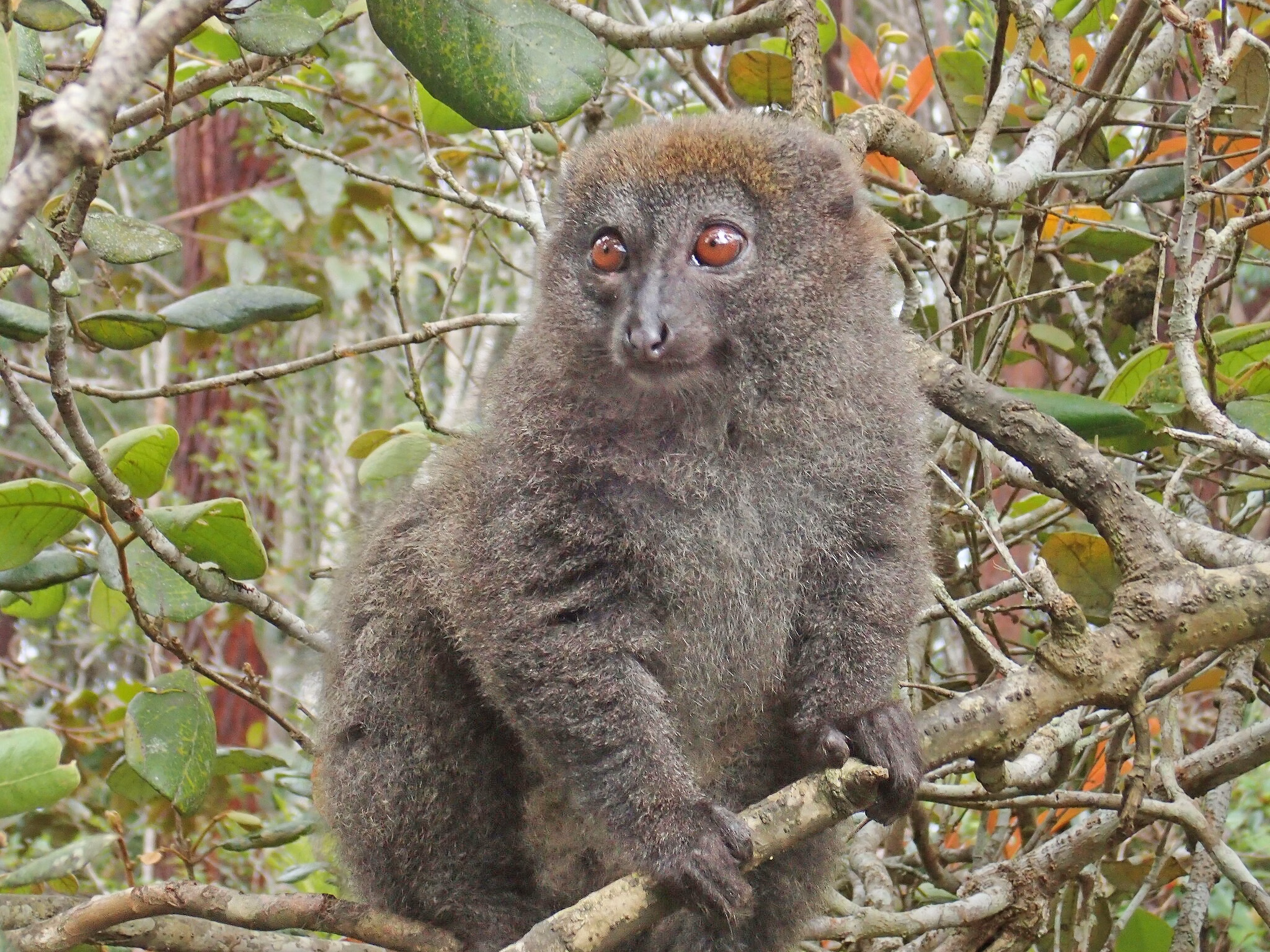 WILDLIFE MADAGASCAR
