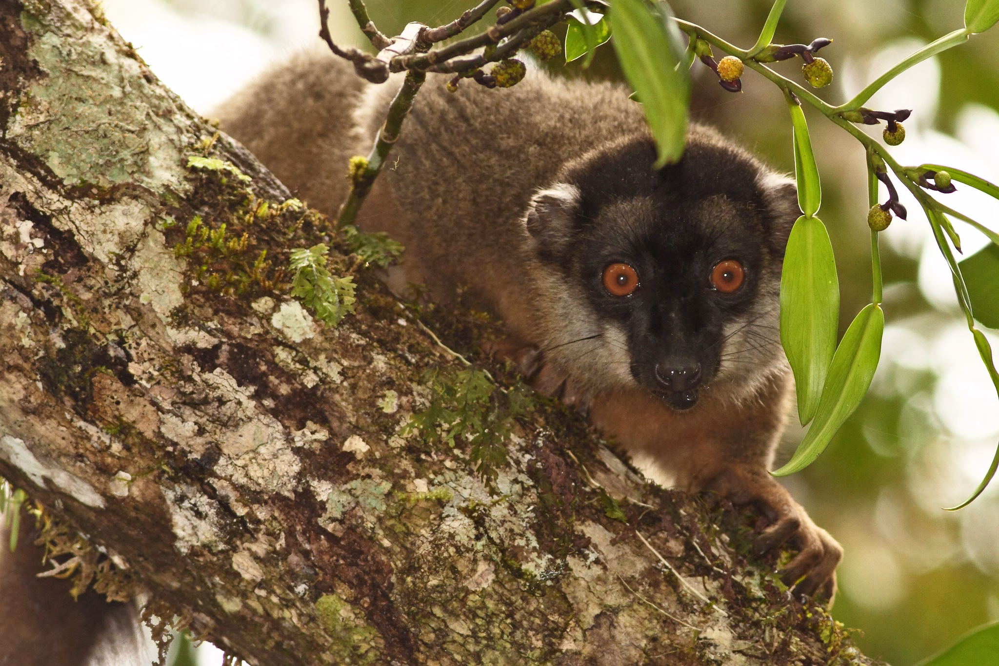 WILDLIFE MADAGASCAR