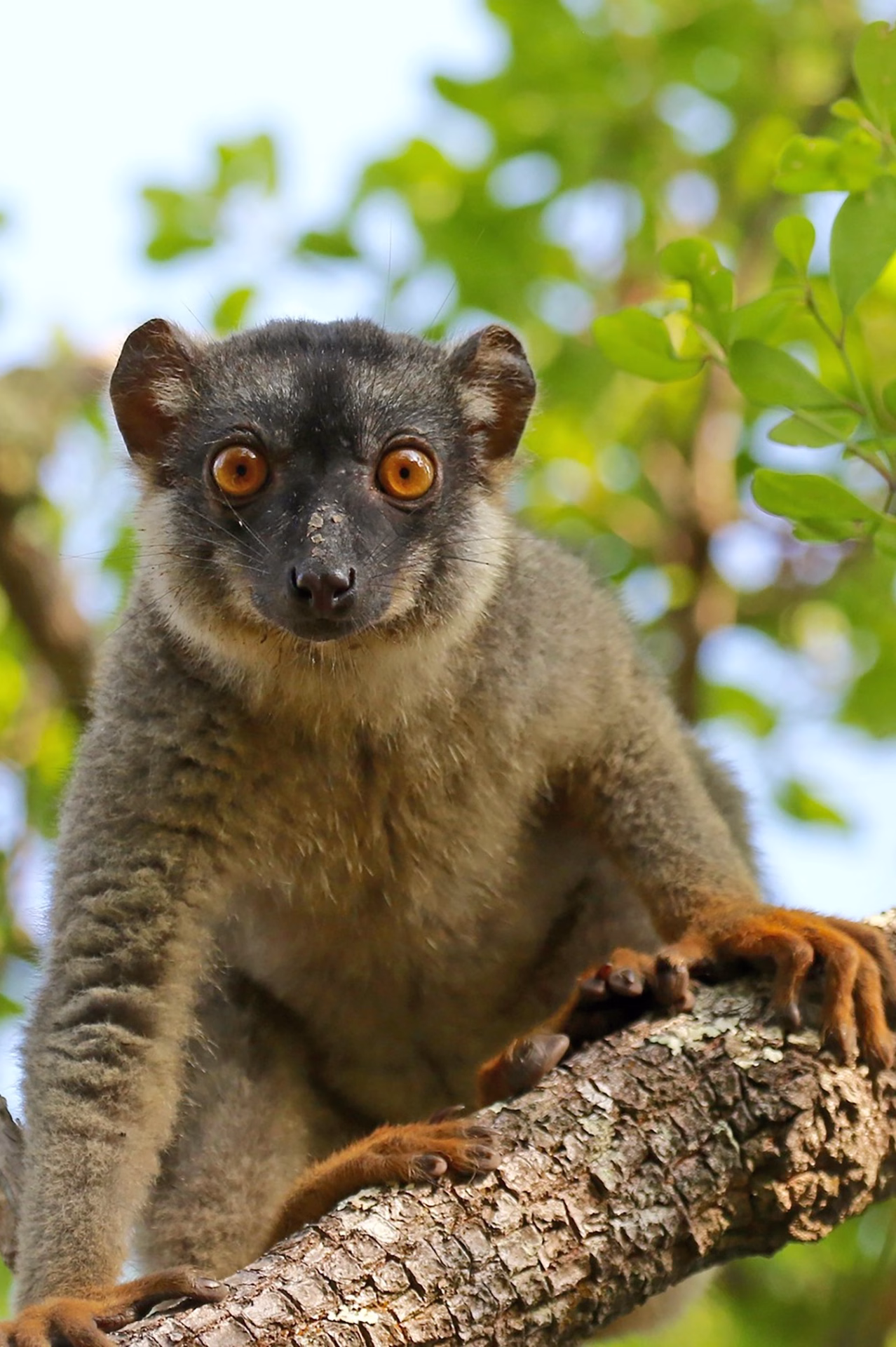 WILDLIFE MADAGASCAR