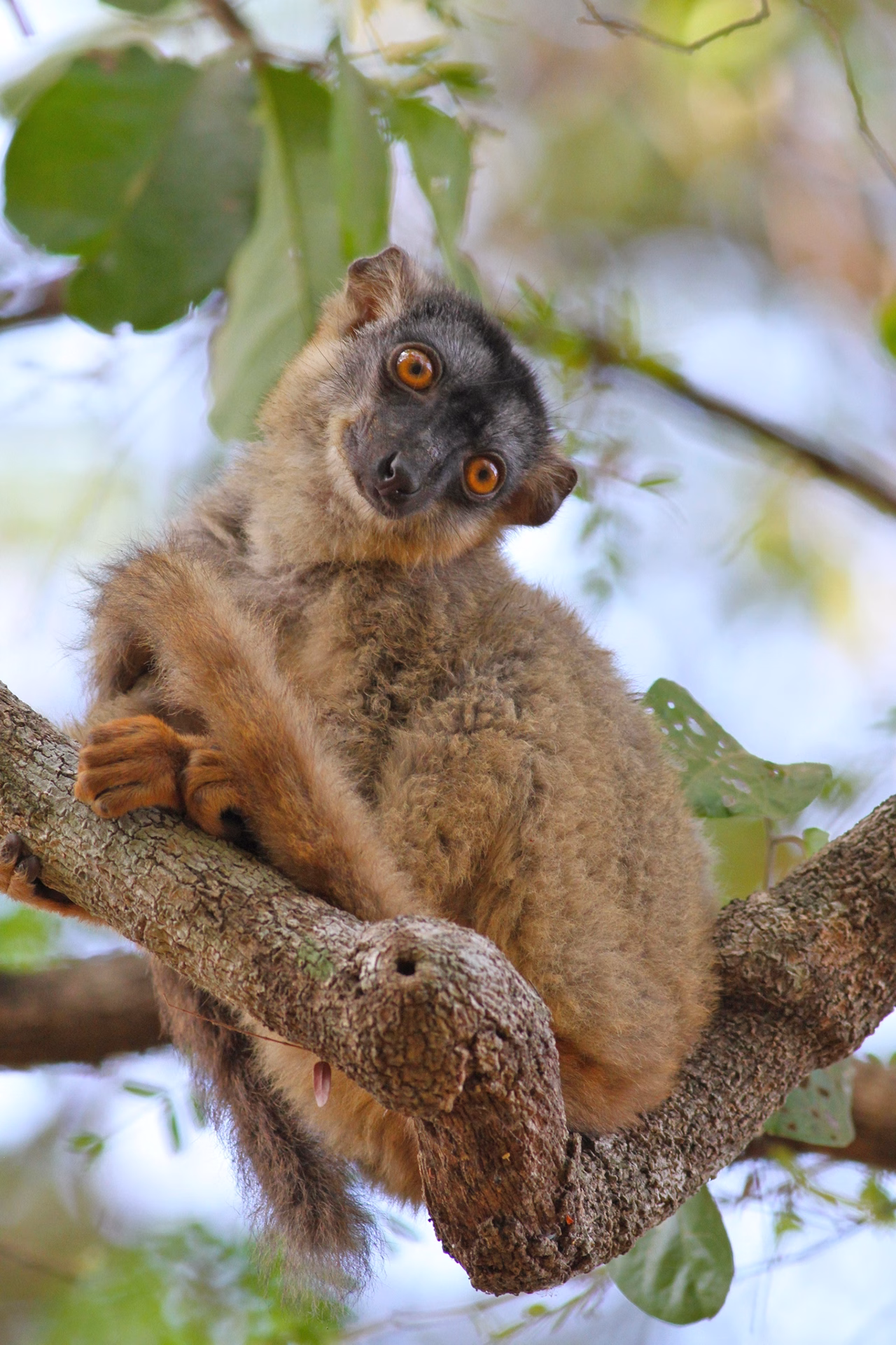 WILDLIFE MADAGASCAR