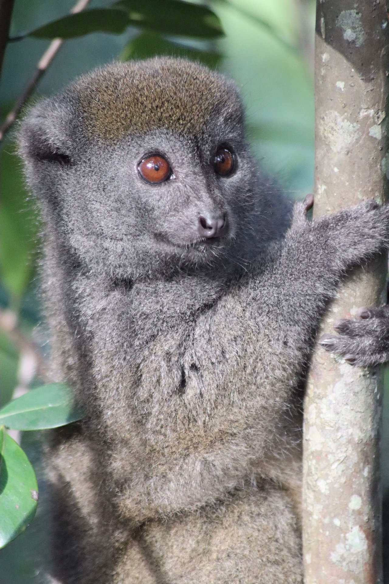 WILDLIFE MADAGASCAR