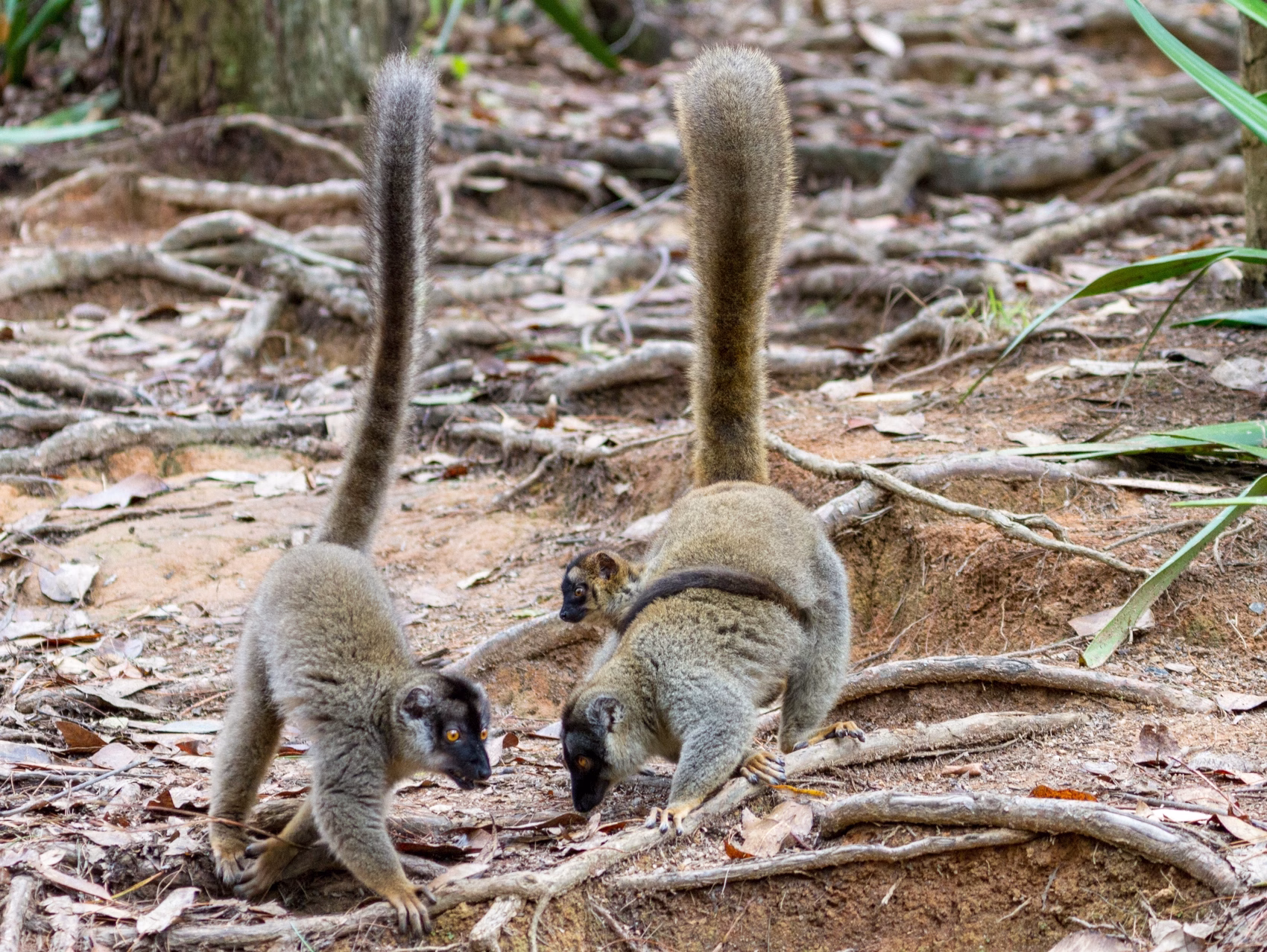 WILDLIFE MADAGASCAR
