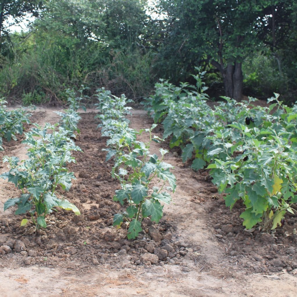 Rows of green, lobed-leaf plants growing in a cleared garden bed with brown soil and a dense tree line in the background, likely an allotment.