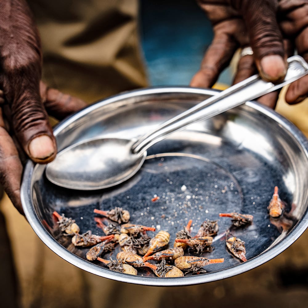 Hands hold a metal plate with small fried insects and a serving spoon placed on top.