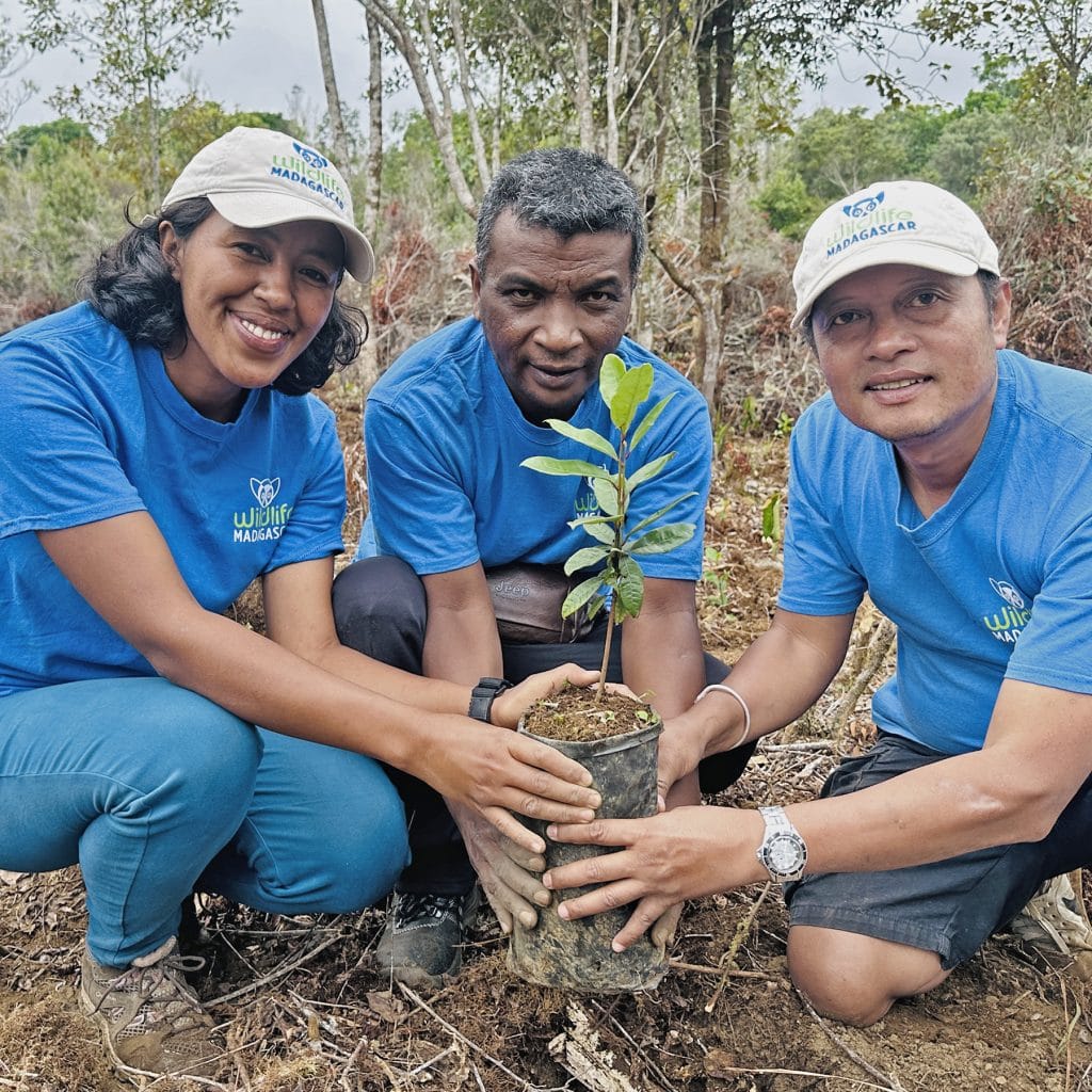 Three volunteers in blue shirts plant a small tree sapling in a dirt hole outdoors.