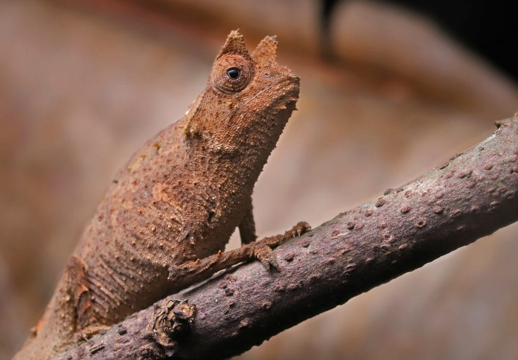 Close-up of a brown chameleon with textured, bumpy skin perched on a rough branch, head raised upward.