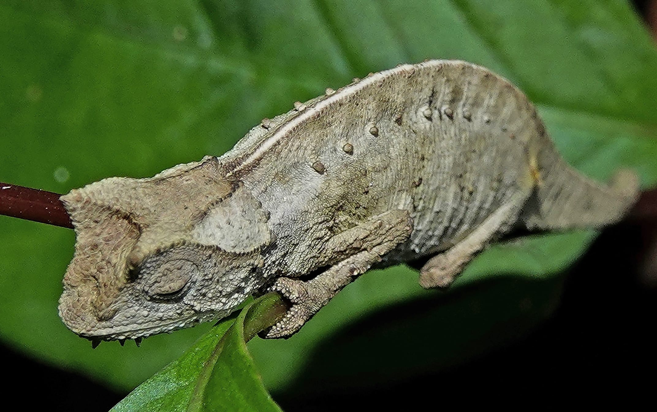 Brown, textured lizard perched on a green leaf, blending with its surroundings through mottled camouflage.