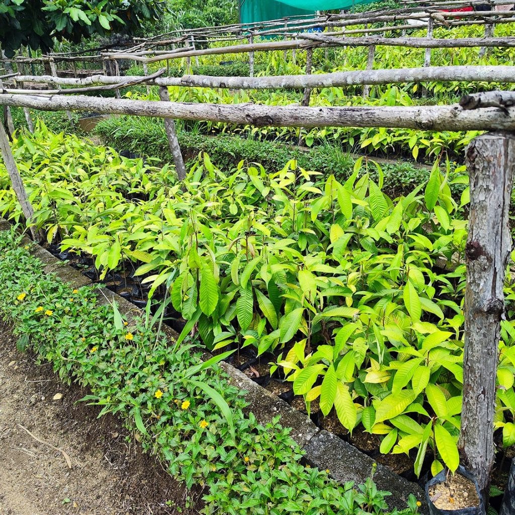Rows of young light-green saplings in a garden bed with wooden rustic fencing and a dirt path nearby