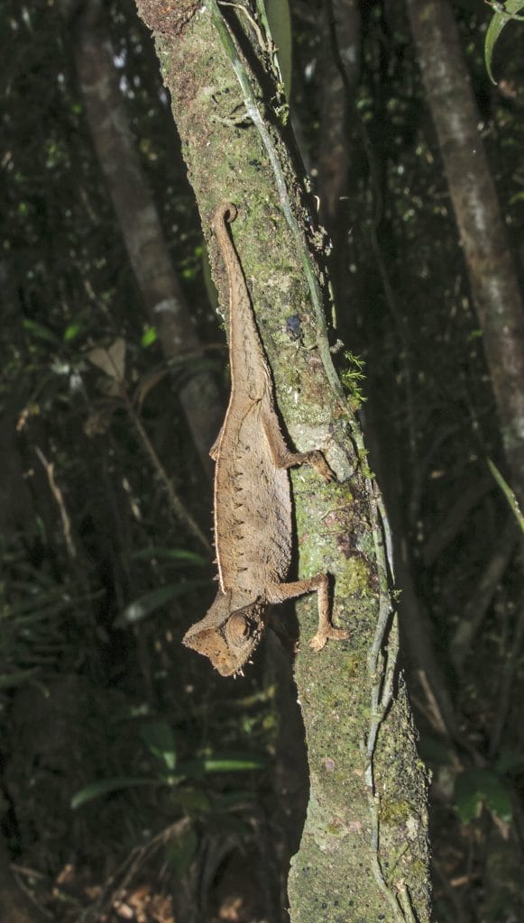 Brown chameleon gripping a mossy tree trunk in a dense forest.