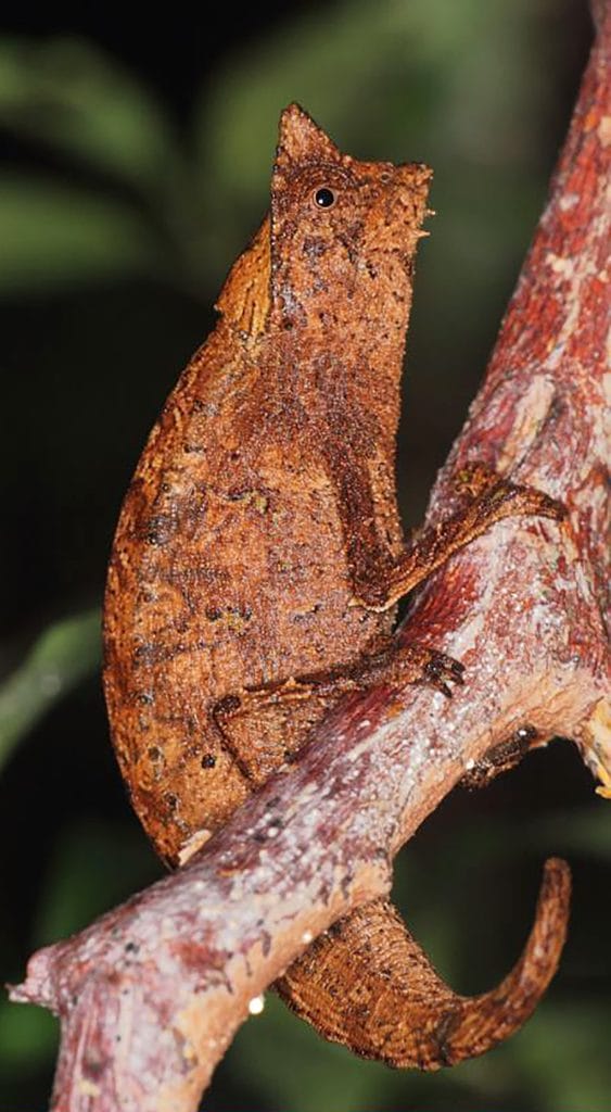 Brown leaf-like lizard clinging to a barky branch, blending with its surroundings in brown camouflage.