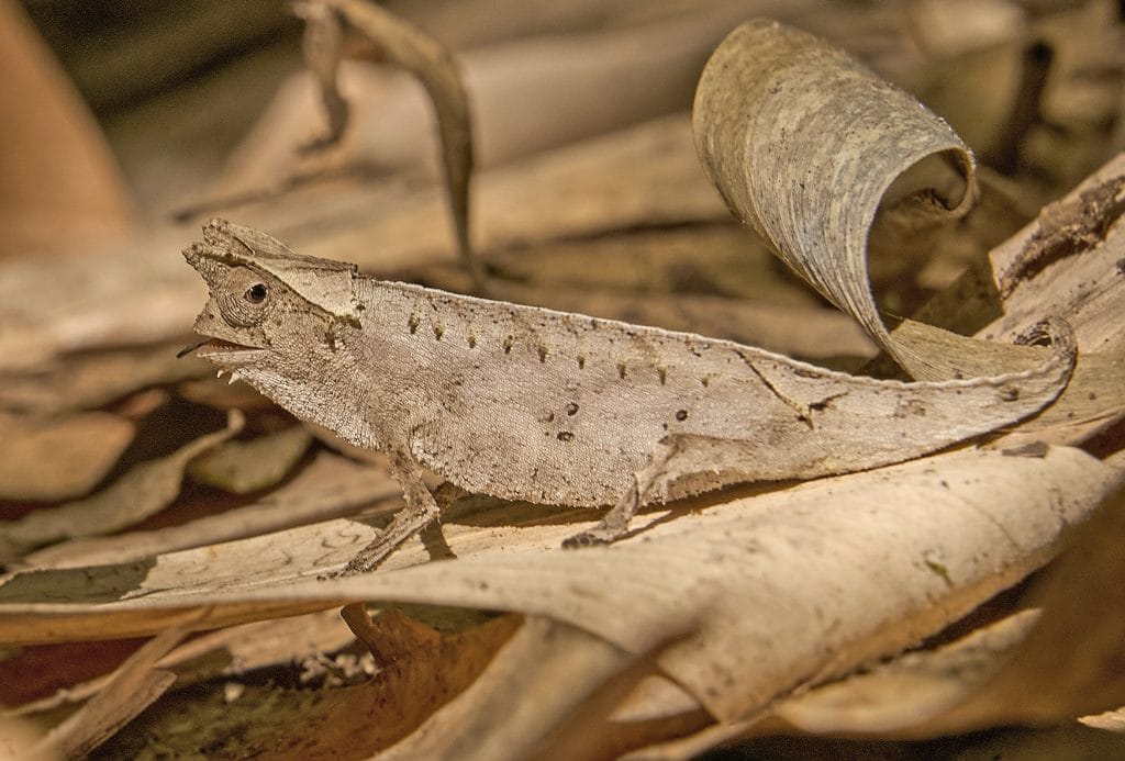 Brown leaf-colored gecko blending with dry leaves; curled body rests on the woodland floor.