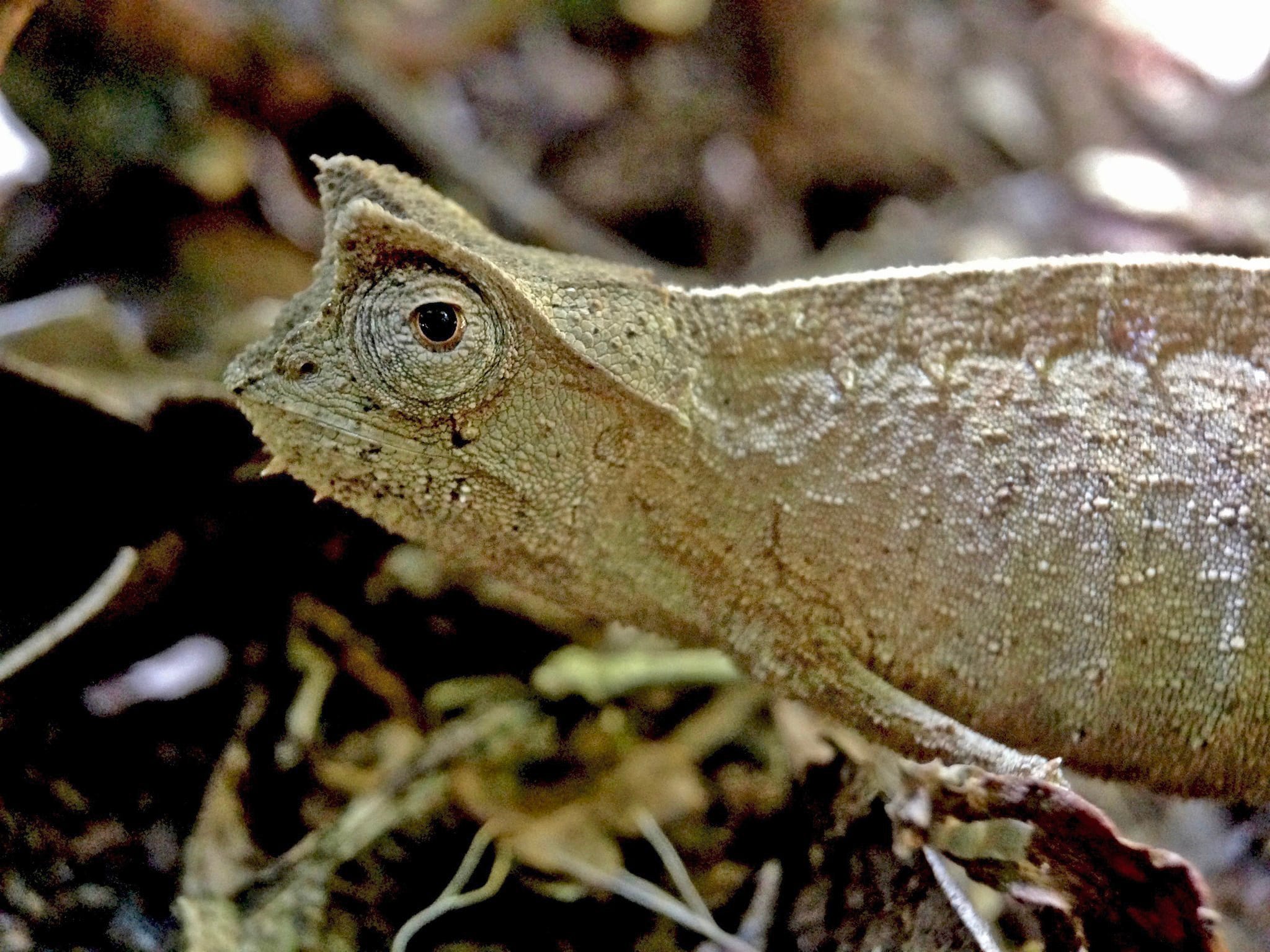 Close-up of a lizard's textured head and dark eye among rocky surroundings.