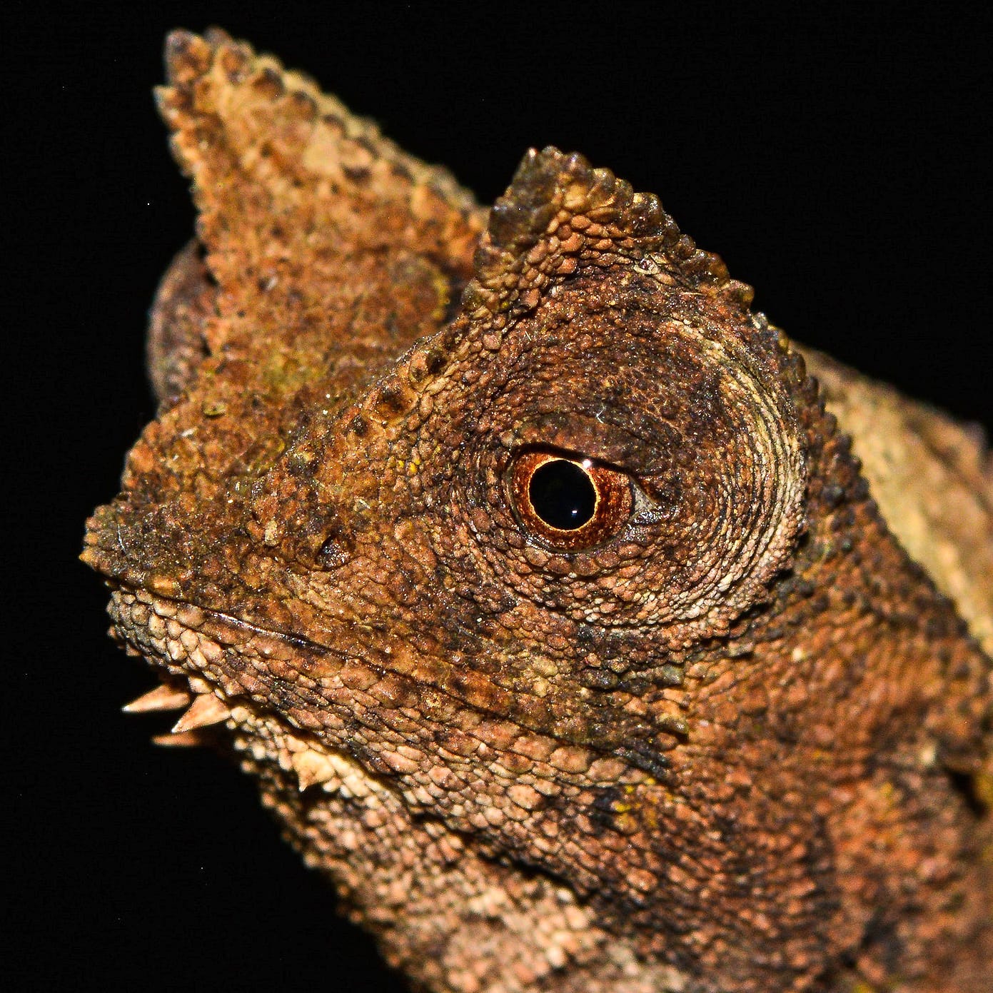 Close-up of a reptile head with rough brown scales and a dark orange eye against a black background, highlighting textured skin.