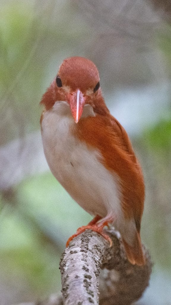 Close-up of a small orange-brown bird perched on a textured branch, facing forward toward the camera.