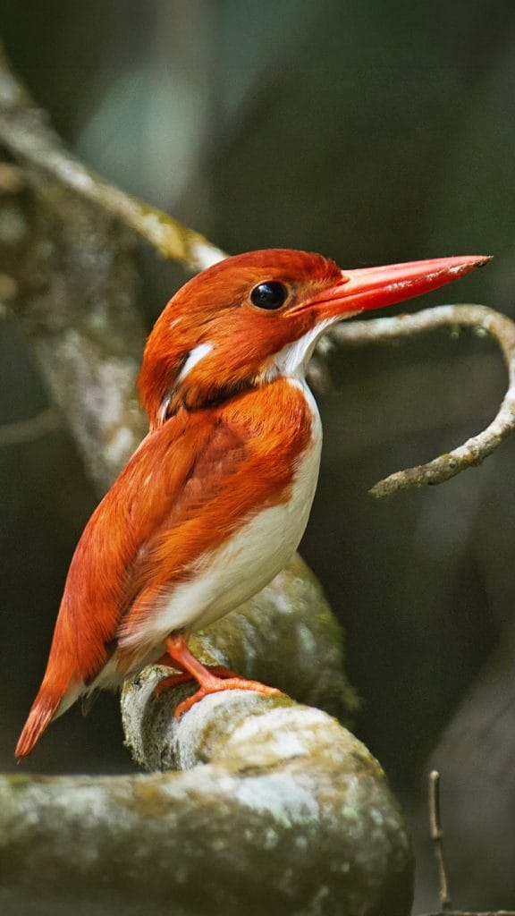 Red-orange kingfisher perched on a mossy branch in a forest, with a long bright orange beak and white underparts