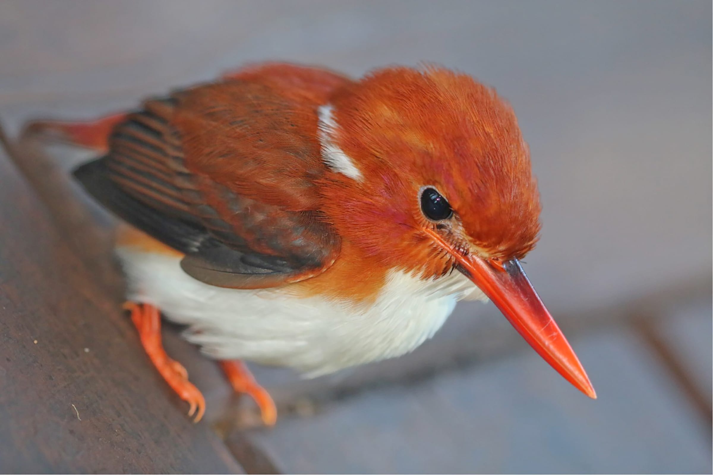 Close-up of a bright red bird with a white throat and orange beak perched on a wooden surface.