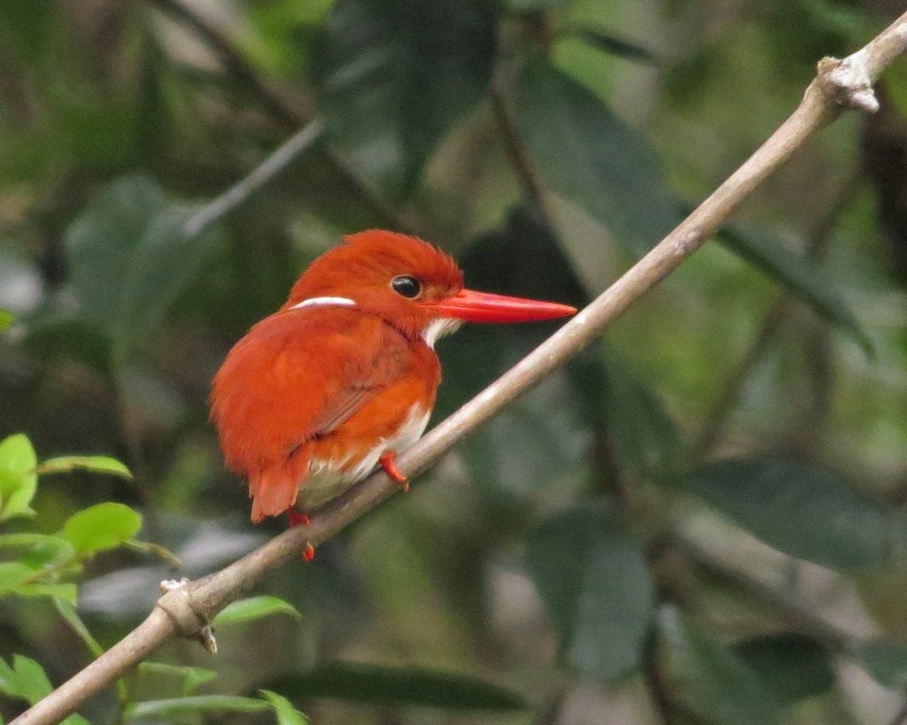 Scarlet kingfisher perched on a thin branch in a lush green setting, showing bright red plumage and long red beak