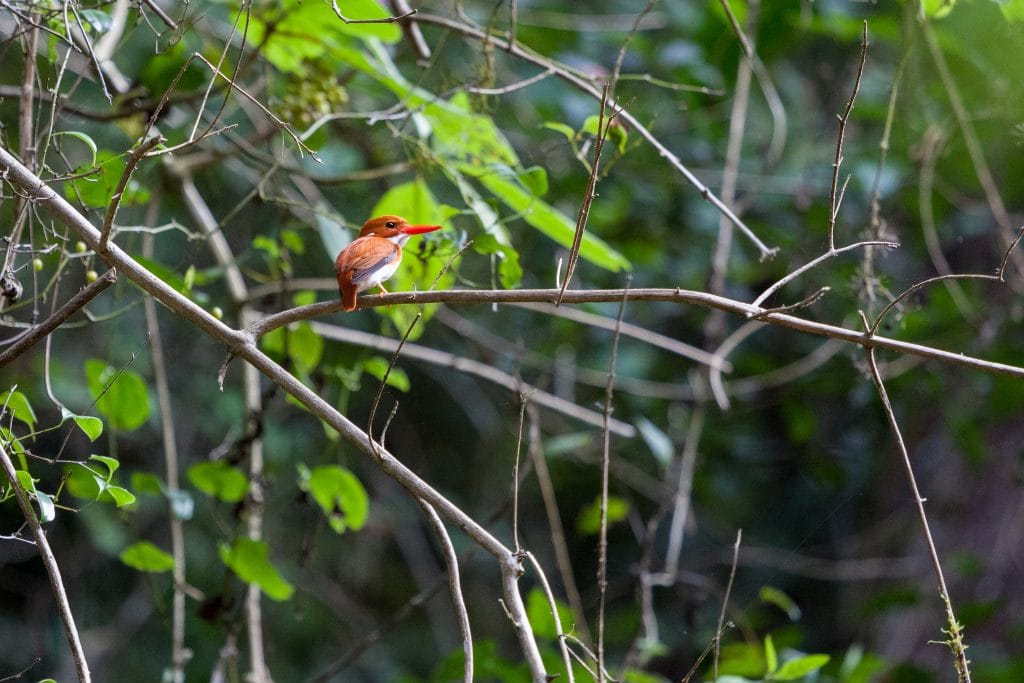 Small orange-brown bird with a bright red beak perches on a thin branch amid tangled vines and green foliage
