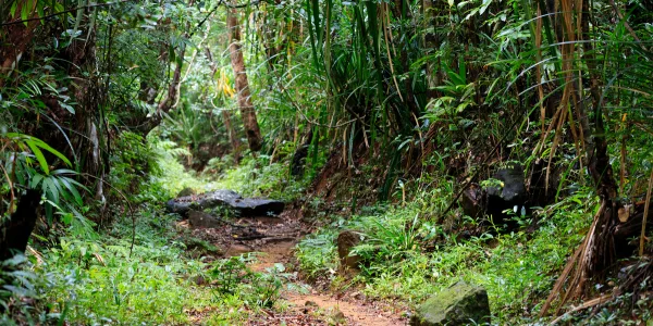Narrow dirt trail winding through a dense tropical forest with green plants, rocks along the path, and dappled sunlight filtering through the foliage.