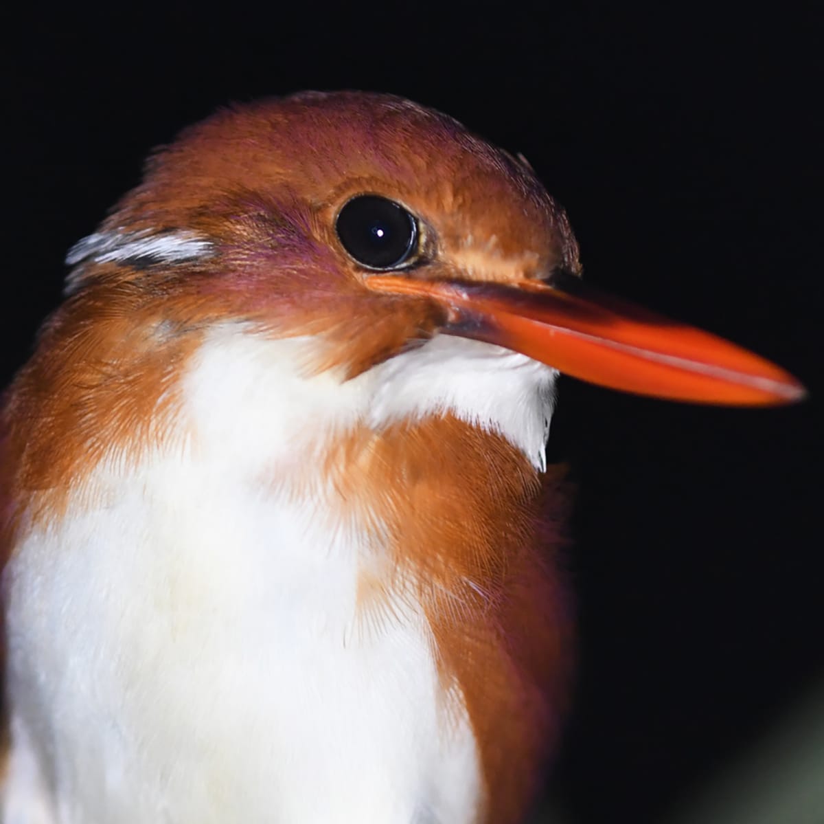 Close-up of a kingfisher with a bright orange beak and reddish-brown head against a dark background.