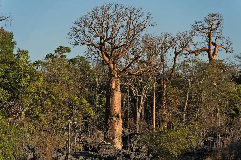 Dry, leafless trees with twisting branches in sunlit scrubland against a clear blue sky; green shrubs at the base.
