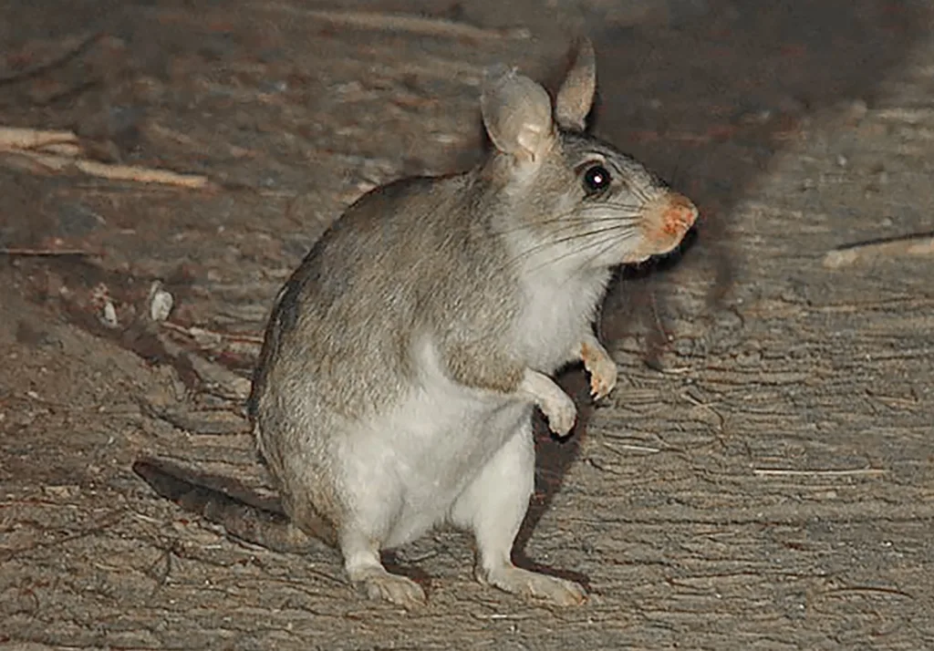 Jerboa standing on hind legs on a dirt floor, with large ears and gray-brown fur.