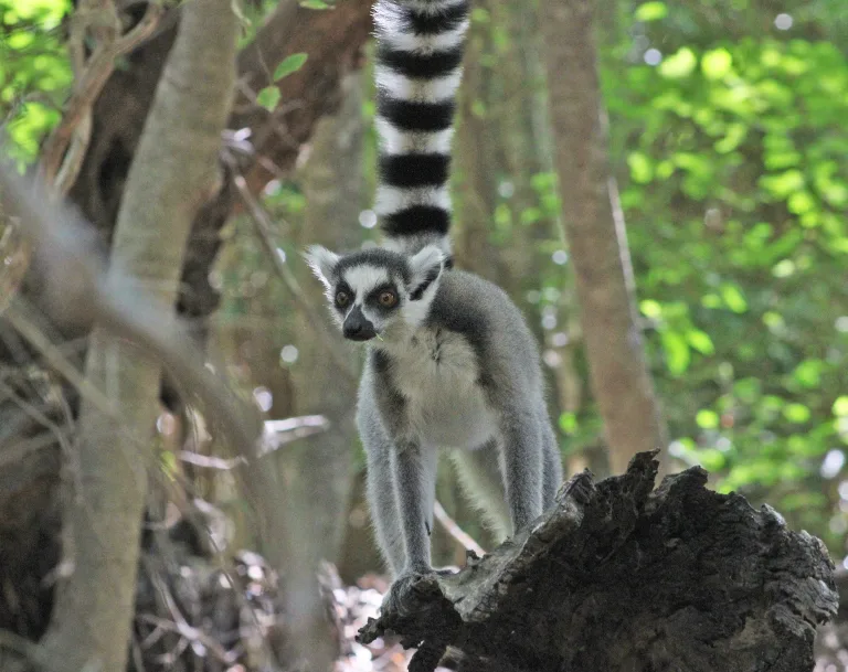 Ring-tailed lemur standing on a rock in a forest with its long black-and-white striped tail raised behind it