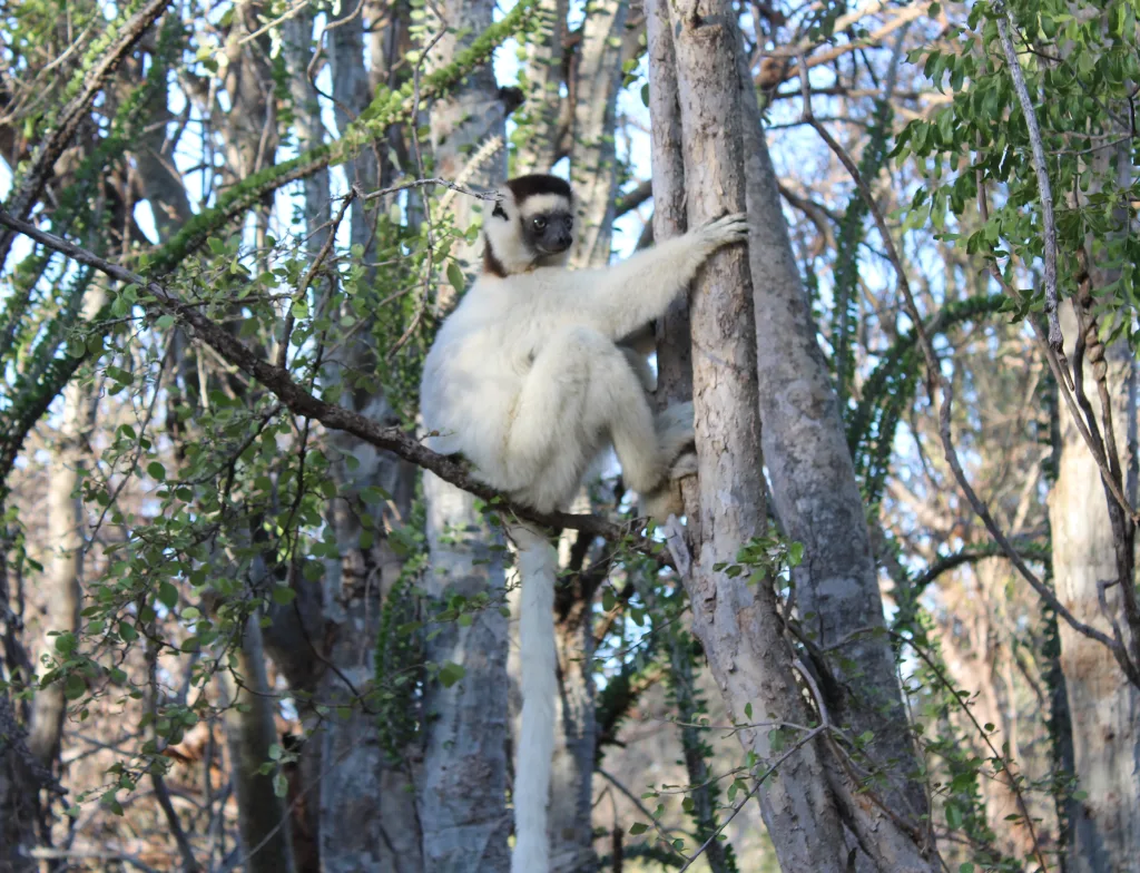 White sifaka lemur clinging to a tree trunk in a dense forest with green leaves surrounding it.