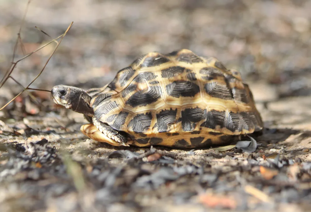Tortoise with a patterned yellow and black shell resting on a rocky dirt ground, facing left.