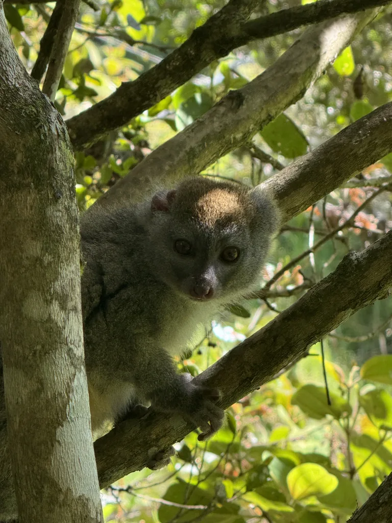 Gray bamboo Lemur perched on a tree branch among green leaves, looking toward the camera.