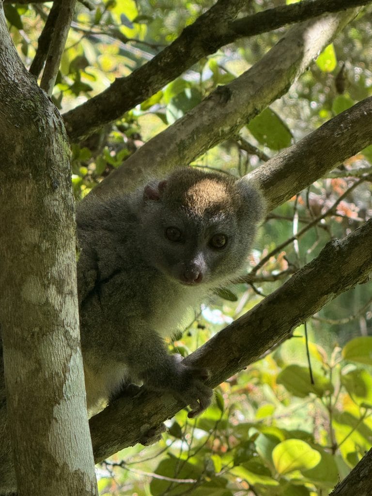 Gray bamboo Lemur perched on a tree branch among green leaves, looking toward the camera.