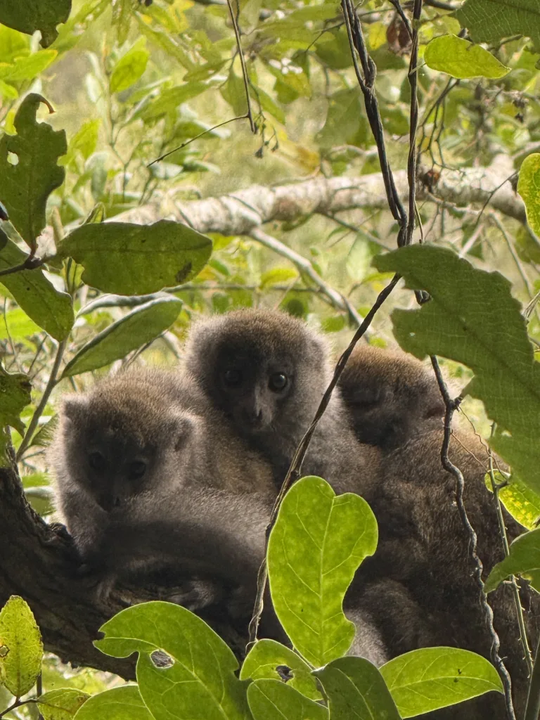Two young fluffy lemurs with gray fur peeking through green leaves in a tree.