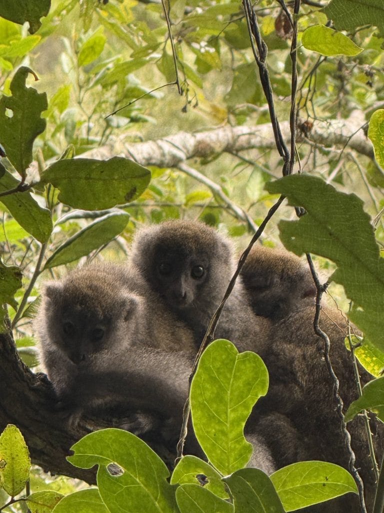 Two young fluffy lemurs with gray fur peeking through green leaves in a tree.