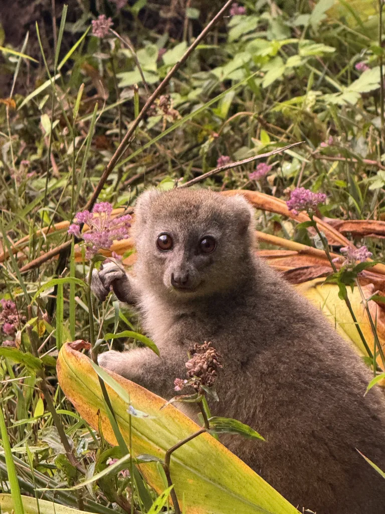 Close-up of a young monkey peering through tall grass and pink flowers, its large eyes looking toward the camera.
