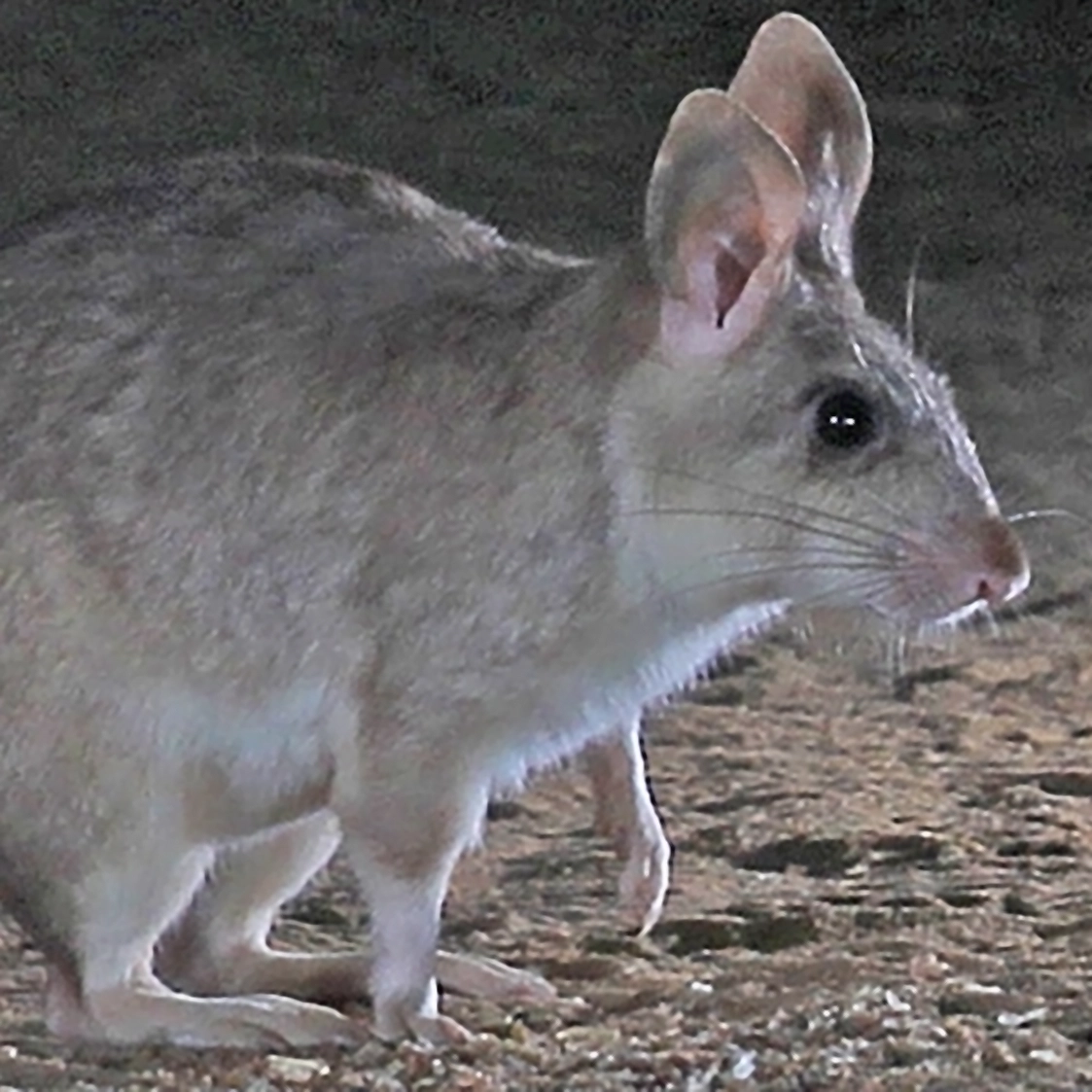 Opossum on a rocky ground at night, facing right with large ears and whiskers.